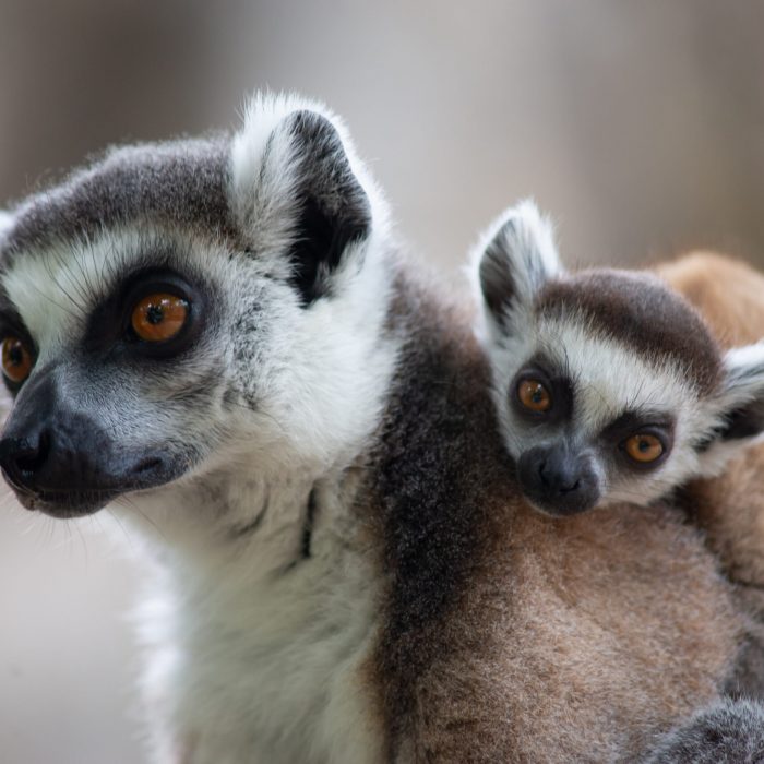 Ring tailed lemurs and their baby on back